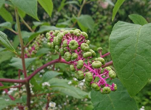 茎も太く紅紫色で白い花、ブドウのような実をつける「ヨウシュヤマゴボウ（洋種山牛蒡）」単に「ヤマゴボウ」と呼ぶこともあります　北米原産の帰化植物で有毒植物だそうですが中国では強い下剤として使われているとか