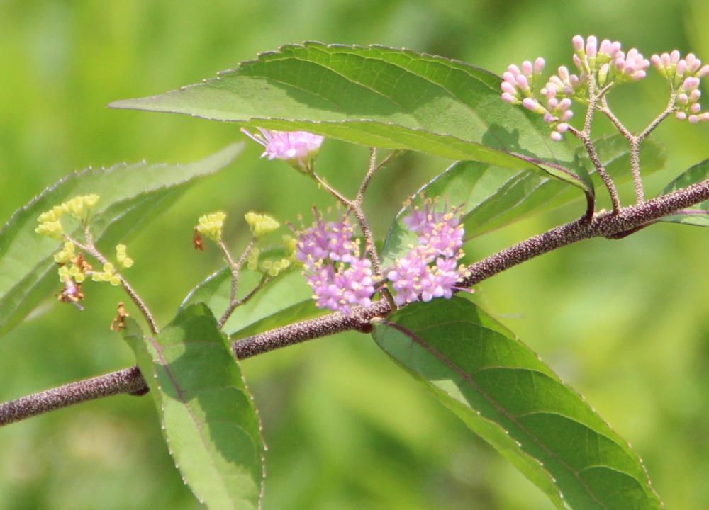 秋には鮮やかな紫色の実をつける「ムラサキシキブ」が小さな花を咲かせています　散歩の道すがらに葦の中に見つけました　秋の実を楽しみにしています