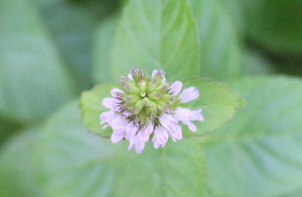 鉢植えの葉っぱがミントの香りのする花が咲きました　蒸し暑いこの季節にピッタリの植物です