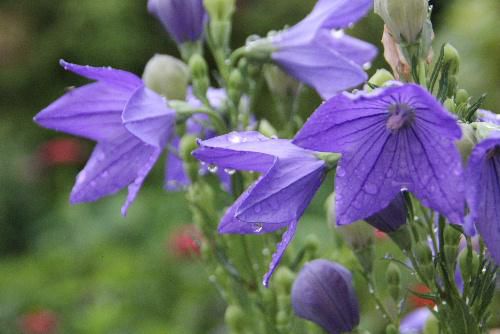 真夏なのに雨が降り続き夏の草花のキキョウやヒマワリ ダリアなどが雨で重そうにうなだれています