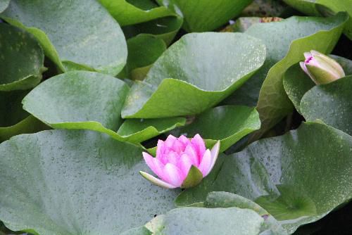 雨の中ハスの花がさいていました　そばをカモが泳いでいます　まだ咲き始めです　大きくなったら再度アップして紹介します　ハスではなくスイレンでは