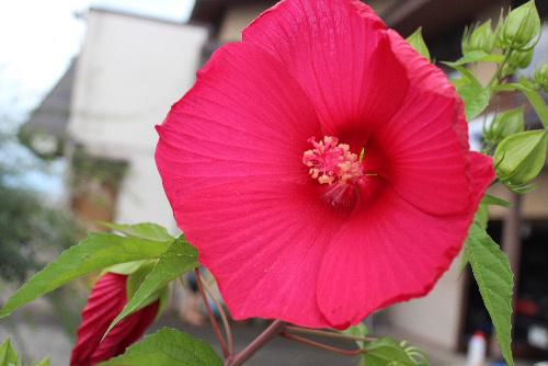 園芸種の草花の中では最も大きな花を咲かせるといわれる「アメリカフヨウ」が雨上がりの夕方、白や赤、ピンクの花を大きく咲かせています