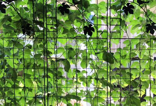 日中はセミが鳴いていたのに夜は虫の声が聞こえるようになりました　夏と秋が同居しています　アサガオによる日よけのグリーンカーテンが程よく暑さをしのいでくれています　