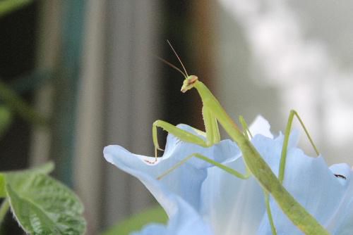 カマキリを見つけました　小さな昆虫ですが昆虫や小動物を食べる肉食昆虫です