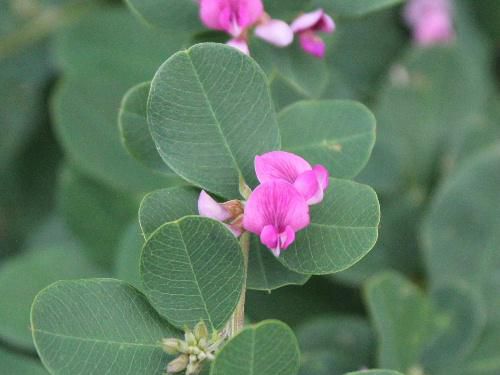 秋の花「ハギ」が咲いています　心なしか涼しくなったような８月１５日　今日は終戦記念の日です　暑いあの日も萩は咲いていたのでしょうか