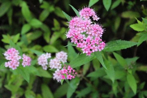 小さなピンクの花をびっしりとつけたかわいい花が咲いています　秋の花「フジバカマ」と葉も花も似ています