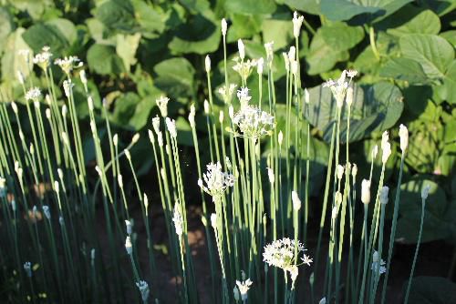餃子など中華料理に欠かせないニラの茎が長く伸びて　夏空に向かって白い花を咲かせています