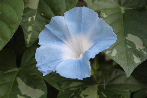 ８月も後半ですが今日も夏の陽ざしが朝から注いでいます　暑さの中夏の花アサガオがたくさんの花をつけています
