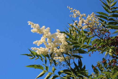 赤湯温泉の共同浴場の駐車場の傍に真っ白な花が咲いています　夏空に鮮やかな白い花も夕方になると黄金色に輝いています