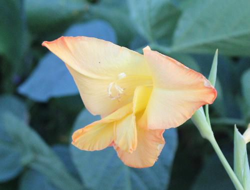 ほとんどの色がそろっているといわれている豊富な花色が魅力の「グラジオラス」もそろそろ終わりでしょうか。
