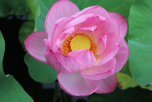 上杉公園のお堀にピンクのハスの花が鮮やかに咲いています　古名の「ハチス」は花托がハチの巣に似ていることからついたといわれています
