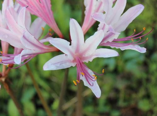ユリのような花ですが長い茎の先に花をつけています　乾燥と高温の後に雨が降ると開花するといわれている「ハブランサス」の花でしょうか　雨が降り涼しくなって秋を感じています