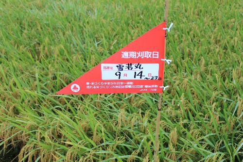 雪若丸の刈取適期の表示が黄色に色づいた田んぼに立てありました　いよいよ稲刈りが始まります