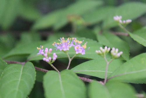 我が家の庭のムラサキシキブの花が遅ればせながら咲きました　先に咲いていた小さな花が実になっています　いつになったら実が紫色になるのかなあ