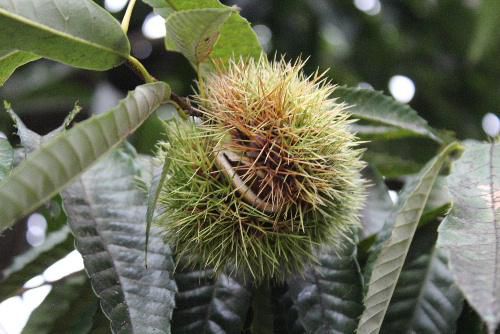 栗の実が熟れてもう少しで収穫できそうです　実りの秋がやってきて様々な果物がたわわに実り秋の食卓を彩ってくれています