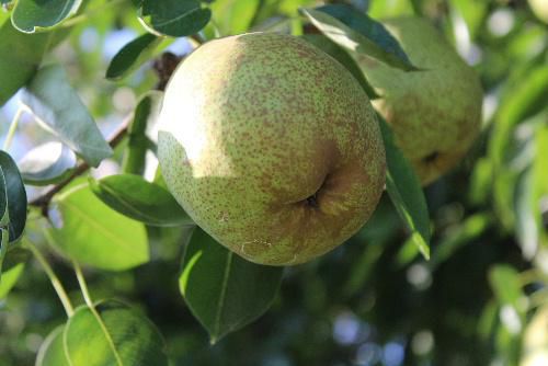 山形県の代表的なくだものの一つラフランスが朝日に照らされて少しづつ豊かな実りになってきました　食べる頃はもう少し先でしょうか