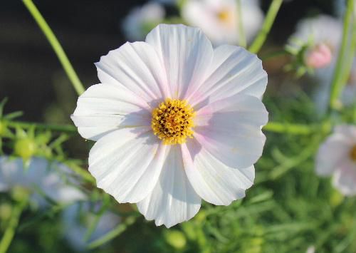早いもので１０月に入りました　秋の代表的な花「コスモス」がそちこちに咲いています　この花と赤とんぼは秋を告げる代表的な生き物かもしれません　秋到来です
