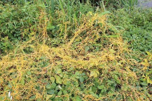 「何？これ」と驚いた黄色い茎をもつ野草の名前ががわかりました　「アメリカネナシカズラ」という植物で他の植物に寄生して成長するので葉もなく根もない植物で緑色ではなく黄色の茎となったことがわかりました