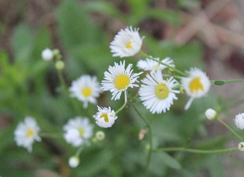 可憐な白い花「ヒメジョオン」が道ばたに咲いています　薄紫色の花もあります　後に帰化した春に咲くハルジオンにその座を奪われつつあるそうです　