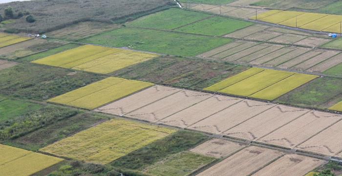 稲刈り真っ盛りで十分一山下の三段道路からみると黄色と緑のパッチワークのようです　道のわきには秋の花や実を見つけました