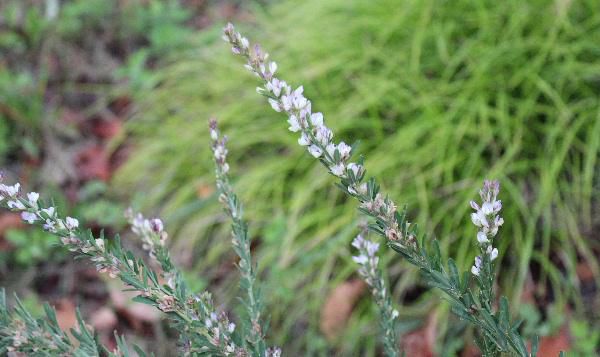 道路の斜面や草地の日当たりに生育する「メドハギ」　花後できる豆果の中には種子が一個だけはいっており、中国やインドなどでは、様々な薬に使っているといわれています　茎を占いに使う目処にしたのでこのような名前がついたといわれています