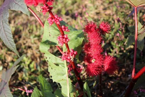 真っ赤な不思議な色の花と実をつけた作物（野草？）小さな黄色の花らしきものもついています　なんという植物でしょうか教えてください
