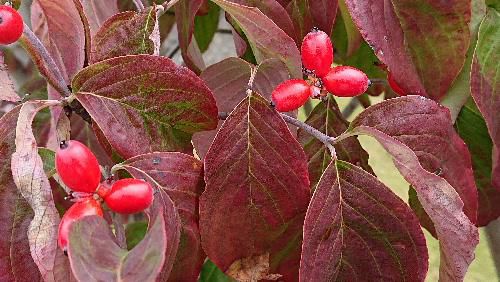 ハナミズキの実が真っ赤色づいています　その傍にもう来年花を咲かせる花芽をしっかりと付けています　季節の移り変わりを感じさせる写真です
