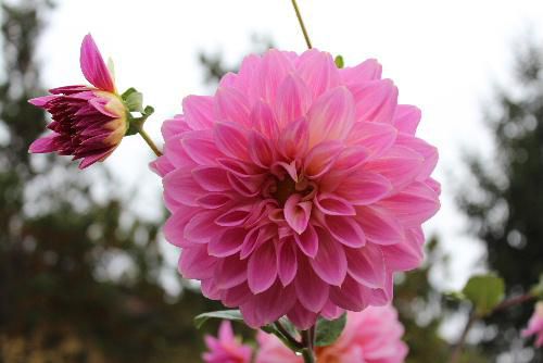 秋の花「ダリア」がそちこちに咲いています　大きさもマチマチですが、色も鮮やかな黄色や白、ピンクなど艶やかな色で見ごたえがあります　川西町のダリア園はまだやってるのかなあ