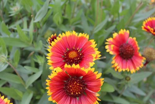 先端が黄色で中央部分が紅紫色に染まるオオテンニンギクが道の傍の花壇に咲いています　花言葉は協力、団結と力強い言葉が並んでいます