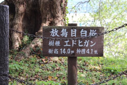 烏帽子山八幡宮の大鳥居のそばに「2代目放鳥目白桜」の看板があり、大きな桜木があります　この桜木は樹齢５００年を数える古い木で　江戸時代に描かれた「赤湯村温泉記」に記されいる赤湯七木の一つではないかと思われます