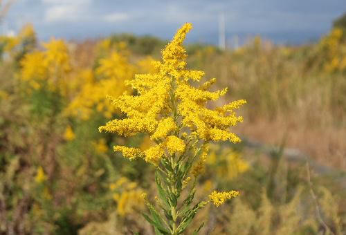 「セイタカアワダチソウ」が鮮やかな黄色の花をつけて野原の至る所に咲いています　秋の真っ青な空に映え秋の深まりを告げる野草です