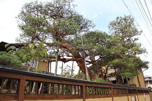 市内の長岡地区に江戸時代の一里塚の松があります　数百年の時を経て今に生きている貴重な松です　南陽市教育委員会に享保の絵図と呼ばれる絵図があり　その絵図には米沢街道がしっかりと描かれれいます　歴史の重みを感じる松の木です