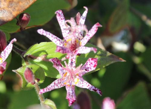 「ホトトギス」の花って見たことがありますか　花に紫色の斑点があり　それが野鳥のホトトギスの胸の模様に似ていることが名前の由来だそうです　とても不思議な雰囲気の花であまり見かけなのですが近所の庭に咲いていました