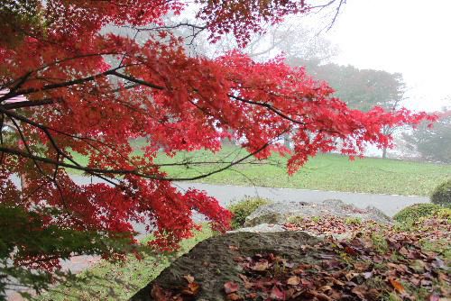 早朝の烏帽子山公園は深い霧に包まれています　紅葉したモミジも心なしかくすんで見えます　桜の古木の幹から紅葉したモミジが生えています　クモの巣が霧に濡れています　秋が深まってきました
