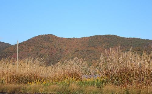 真っ白なススキの穂が冬型の季節風になびいています　遠くの山はすっかり色づき始めました　米沢の白布高湯に初雪が降ったと報道されています　あっというまに冬がそこまできています　