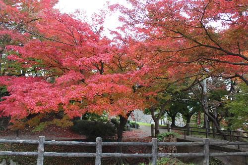 色さまざまに染まり鮮やかに紅葉した烏帽子山公園　その中で風に葉っぱが舞い散り秋から冬に足早に駆けだしました