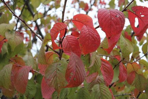 県内にも初雪のたよりが聞こえてきました　あんなに華やかに咲いていた桜の葉が赤くなり　冷たい風に舞い落ちています