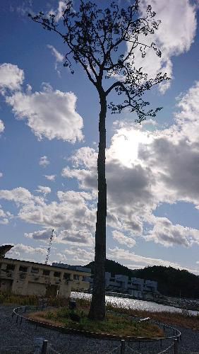 季節が冬に向い咲いている草花がなくなってきました　紹介する草花がなくりましたので先頃見てきた人工の松の木を紹介します　１０年近く前に東日本大震災で失った陸前高田市にたった一本残った奇跡の一本松を大震災を忘れないようにと多くの人の力によって本物そっくりに造られた人工の松の木です