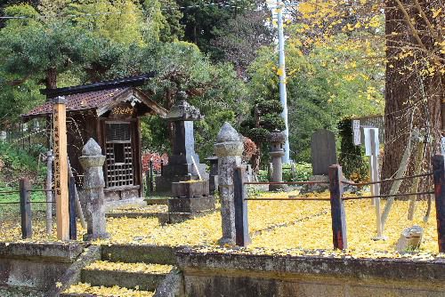 結城豊太郎翁の墓地に一面黄金色のイチョウの葉が落ちてふかふかします　銀杏の実を踏みつけると独特のにおいを放ちます　大きなイチョウの木に残っている葉も少なくなりました