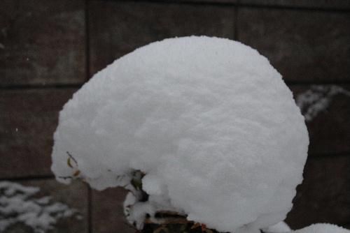 大雪警報が出された南陽市内も今朝除雪車が出動しましたが積雪はわずか10㎝程度でホッとしています　朝焼けの空も見え雪も小降りになっています　明日明後日までどのくらい降るのでしょうか