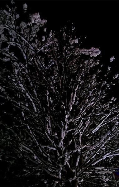 今日も雪が降っています　昨夜上を見上げると真っ黒な空に雪をのせた枝が広がっています　隣家の軒先にはつららが下がりその寒さを物語っています　もう少し寒波が居座りそうであとどのくらい雪がふるのでしょうか
