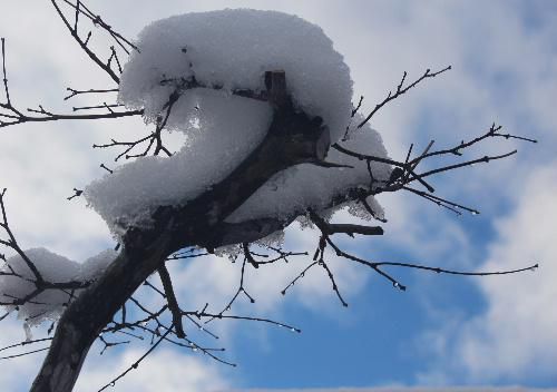 久しぶりに朝から太陽が顔を出し陽の光を注いでくれています　木々の枝先の雪も解け小さな水滴がキラキラと光っています　つかの間の幸せです