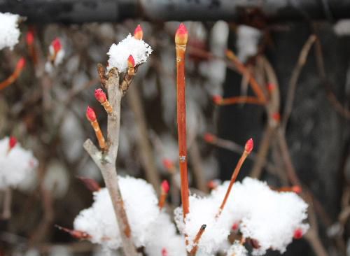 雪がちらちらと降っています　草花や花木の枝先に淡雪のようにわずかに雪がかかっています　お正月まであと五日　年末寒波が襲来し大雪になるとかはたしてどうなるのでしょうか
