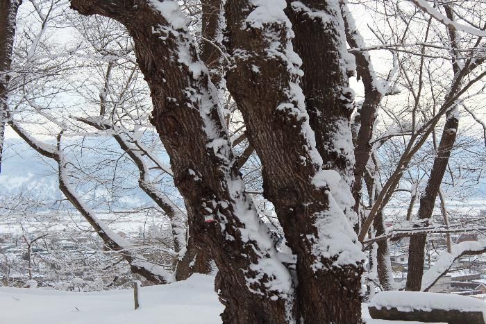 桜の木の下の雪の上に春に花を咲かせる蕾が食いちぎられてたくさん落ちていました　桜の花芽を食べる「ウソ」とい鳥の仕業に違いないと春の桜が心配になりました　冷たい西風を受けてじっと春を待つ桜木です　「ウソの鳥さん桜の花芽をあまり食べないでください」