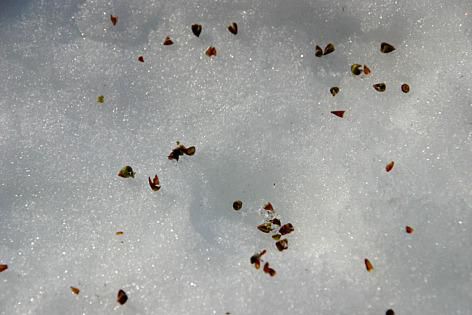 この写真は何を撮ったのかお分かりでしょうか 　烏帽子山公園で「ウソ」と思われる鳥が桜の花芽をついばんだ後の食べカスです　もう「ウソ」が桜の花芽を食べ始めています　春の烏帽子山公園の桜の開花を左右するのが「ウソ」の食害です　一昨日アップしたあのかわいい小鳥がこんな悪さをするのかと悲しくなります　「ウソ」たちよお願いだから桜の花芽を食べないで