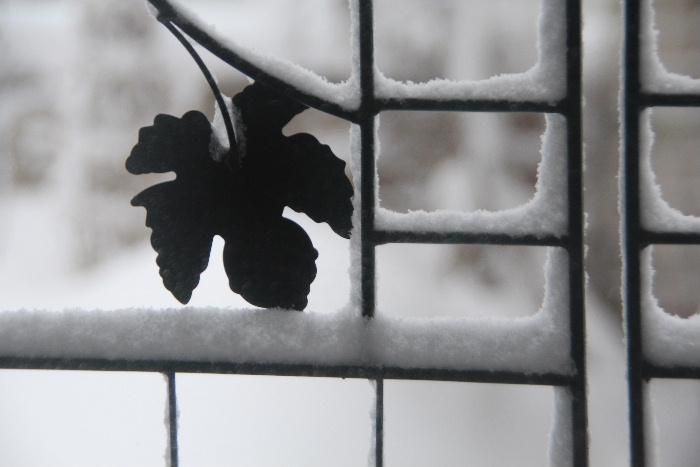 ようやく雪も峠をこしたのでしょうか　日が差してきました　雪にキラキラと反射しまぶしいぐらいの白い雪が一面に覆っています　「窓雪３日」といいますが雪も止み一息つけそうです