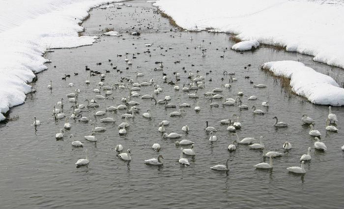「赤湯冬点描７」土場橋付近に白鳥が飛来してかなりの年月が経っています　かつてはパンを与えていたとのことですが今はくず米や米糠など雑穀類をどなたが餌として与えているようです　ですから欠かさず来てくれているのだろうと思います　まさに赤湯の冬の風物詩の一つです