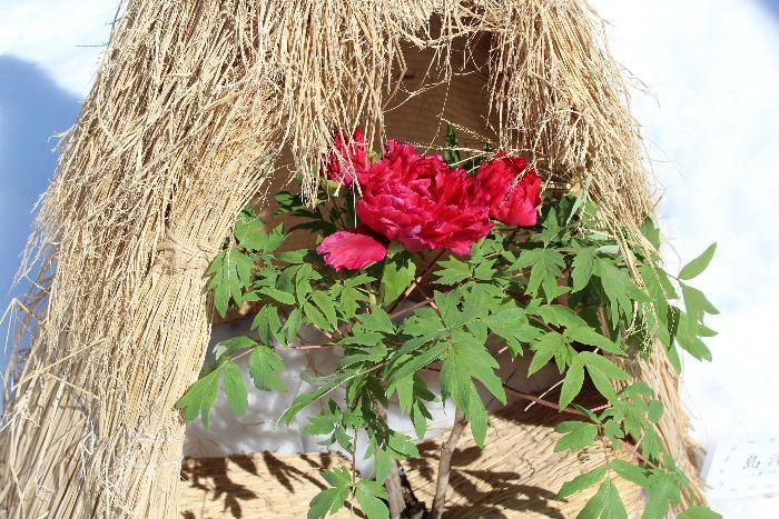 真冬に咲く花を見ることができる貴重な高畠駅の「冬咲きボタン祭り」に行ってきました　快晴の下で様々な花がお客様を迎え花を愛でることができました　しばらく祭りで見つけた花を紹介します「冬咲きボタン　その１」