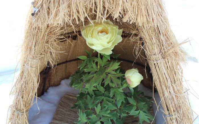 「冬咲きボタンその２」真冬に咲いているとは思えない鮮やかな黄色の花です　寒いのによく頑張って咲いています　雪の中に鉢植えが置いてありその上にワラで編んだコモのようなものが掛けてありました　