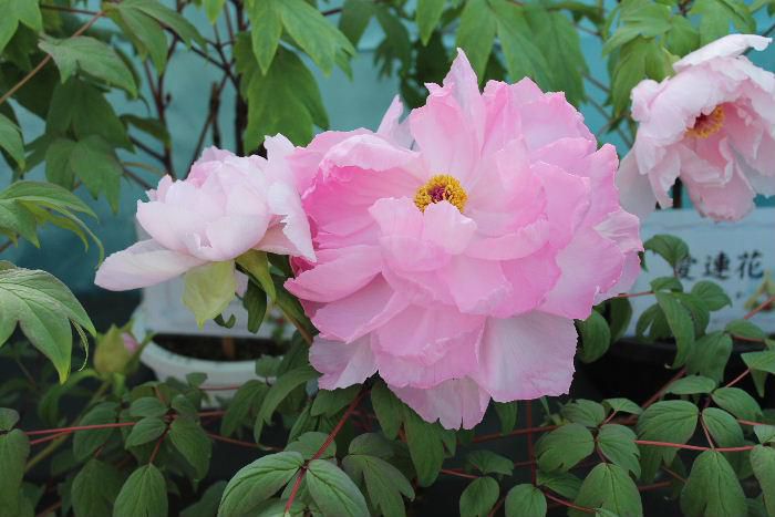 真冬にこんな素敵なボタンが見れるなんて感動です　今日は「冬咲きボタン３」です　冬の花ではないような美しさです　冬咲きボタン祭りが昨日で終わりました　今日からまた冬型の気候となりそうですがあまり雪が降らないでほしいと願っています